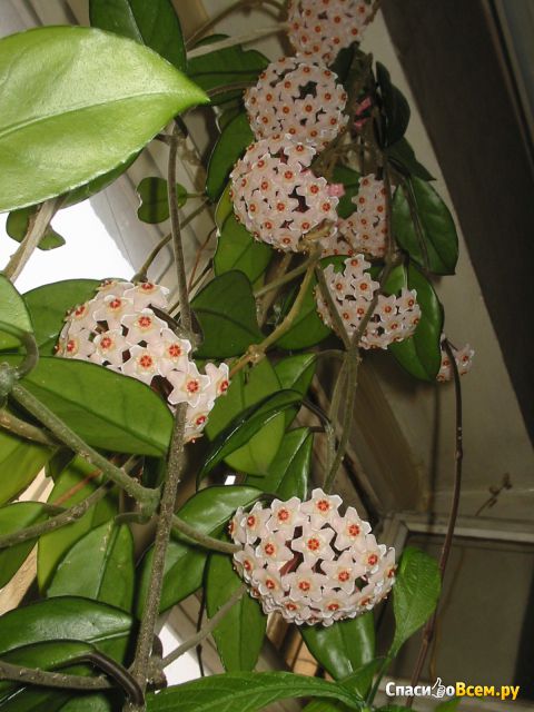 Комнатный цветок Плющ Восковой (Хойя)