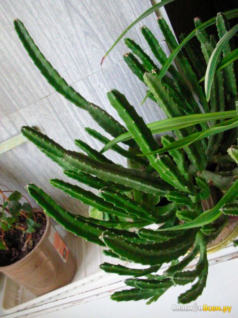 Комнатное растение Стапелия