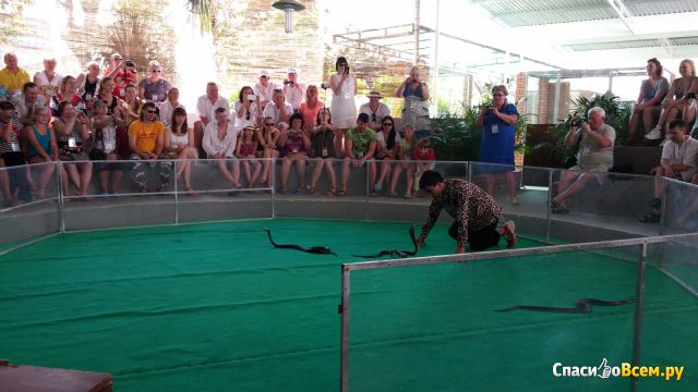 Змеиное шоу в Нячанге (Вьетнам)