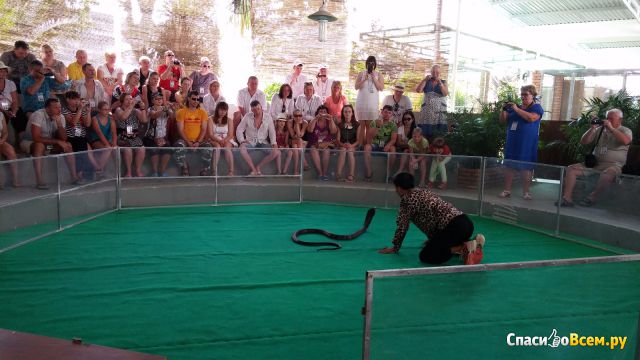 Змеиное шоу в Нячанге (Вьетнам)