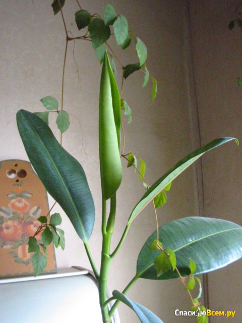 Комнатное растение Фикус каучуконосный