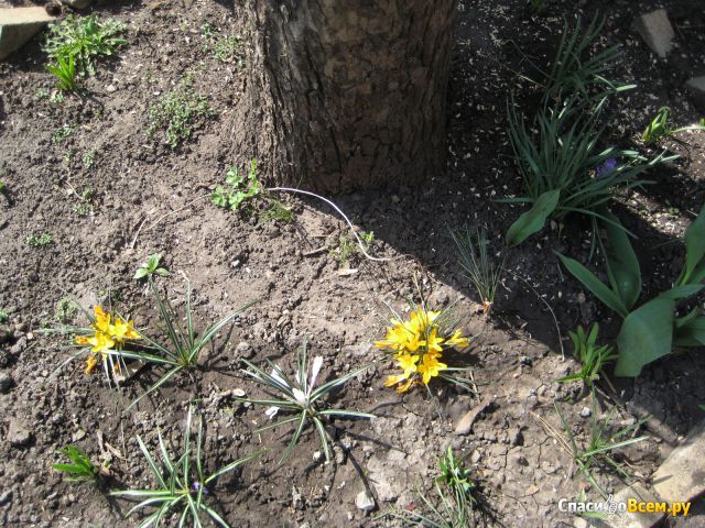 Цветы Крокусы