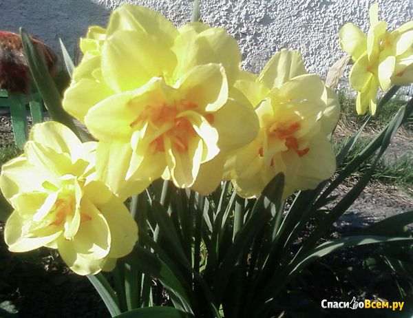 Цветы Нарциссы многоцветковые