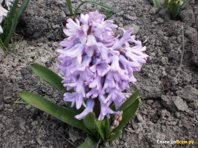 Цветок Гиацинт восточный