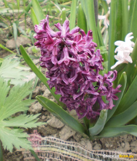 Цветок Гиацинт восточный