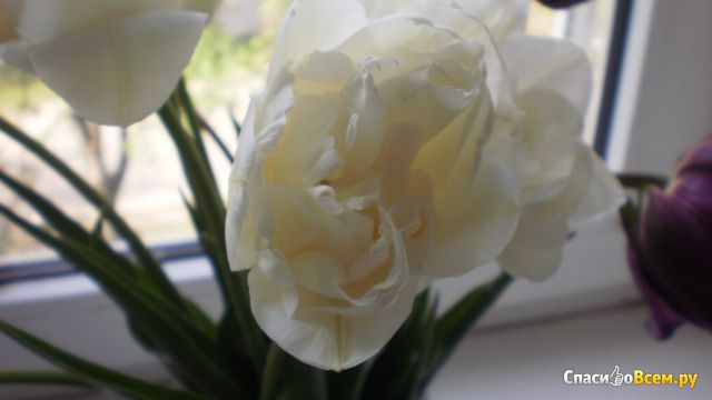 Цветок тюльпан "Mount Tacoma"