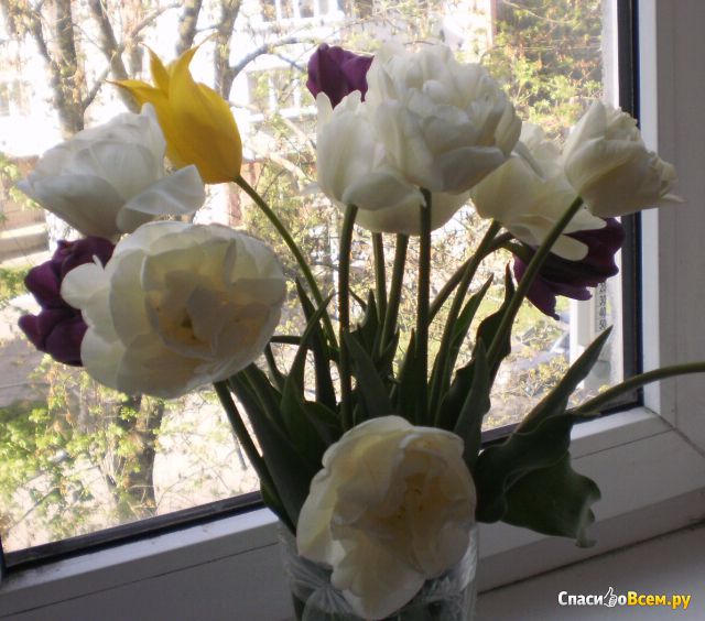 Цветок тюльпан "Mount Tacoma"