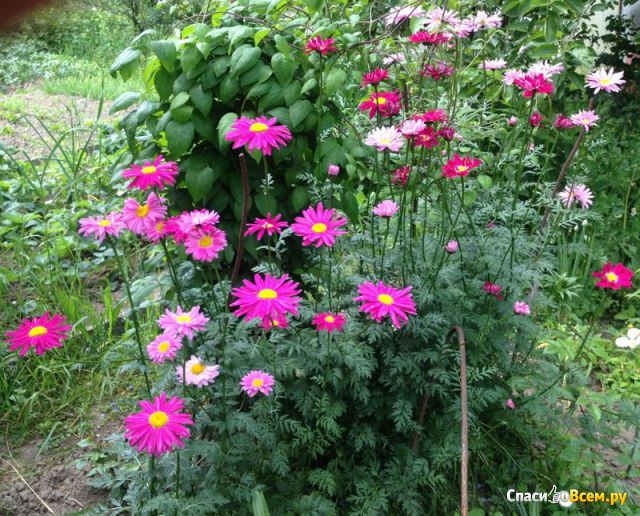 Цветок Пиретрум