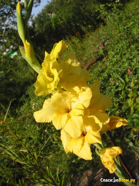 Цветок Гладиолус