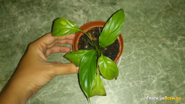 Растение Спатифиллум