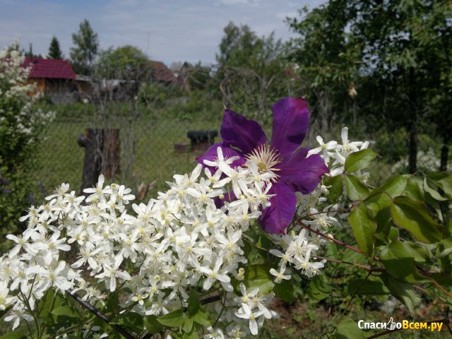 Цветок Клематис