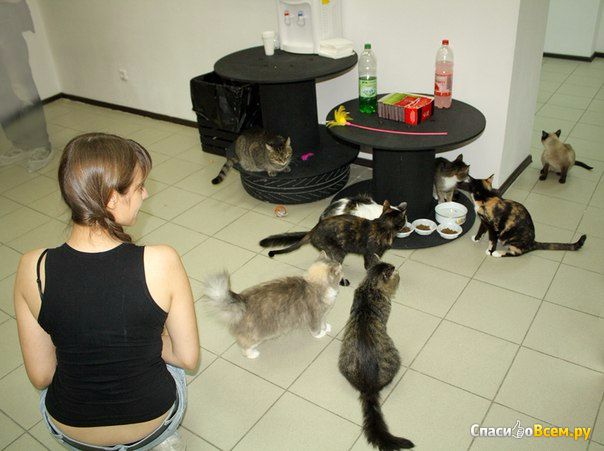 Тайм-кафе "Королевство кошек" (Тольятти ул. Офицерская, д. 2а)
