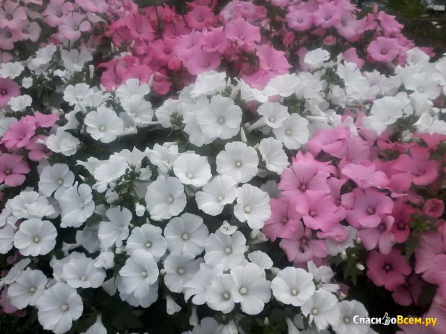 Цветы Хатьма