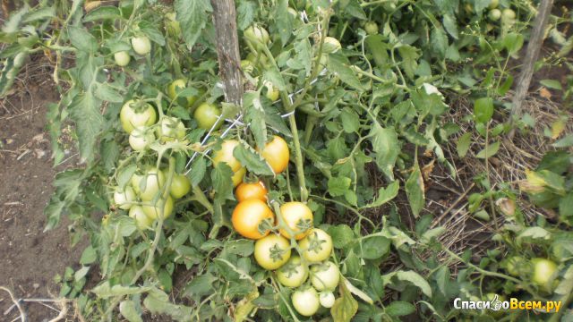 Семена томатов "Уно Россо F1" Профессиональные семена