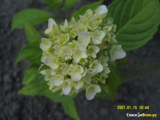 Растение Гортензия крупнолистная