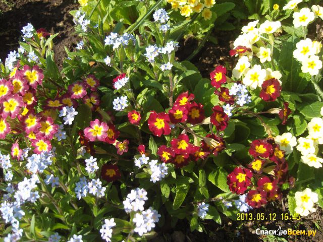 Цветок Примула