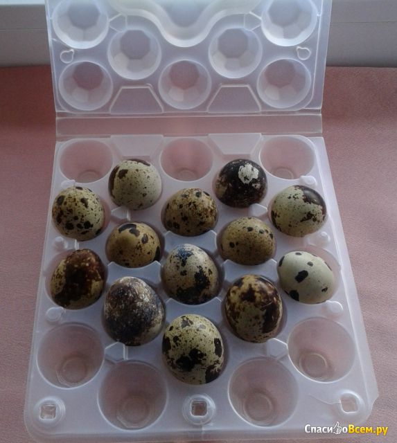 Яйца перепелиные пищевые столовые «Эллипс» Perepelli