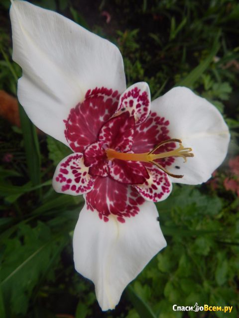 Цветок Тигридия