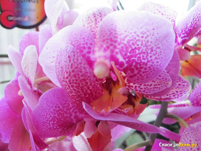 Цветок орхидея Фаленопсис