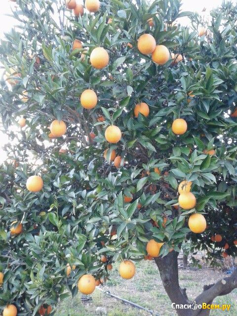 Апельсины Анталийские