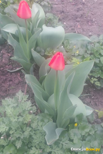 Цветы Тюльпаны
