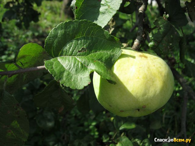 Яблоня садовая