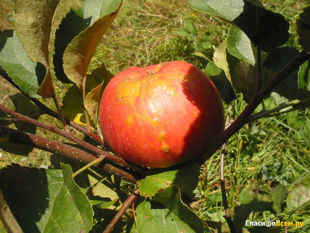 Яблоня садовая