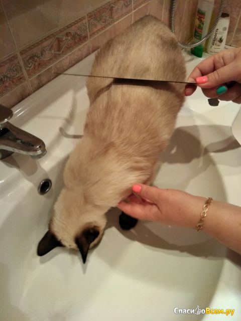 Процедура расчесывания кошки ножовочным полотном