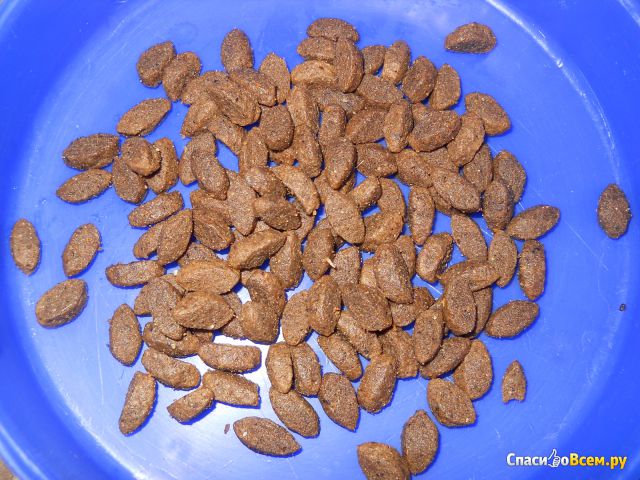 Сухой корм для кошек Brit Care Lilly Sensitive Digestion гипоаллергенный с ягненком и лососем