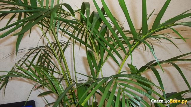 Растение Пальма Арека Хризалидокарпус