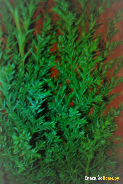 Растение Кипарисовик
