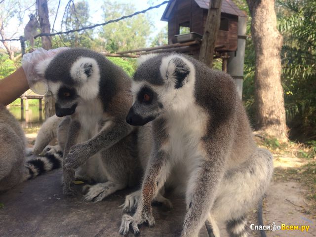 Открытый зоопарк "Кхао Кхео" (Паттайя, Тайланд)