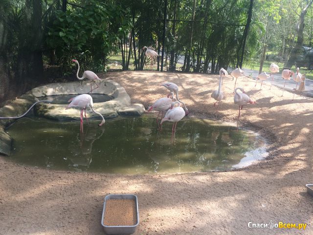 Открытый зоопарк "Кхао Кхео" (Паттайя, Тайланд)