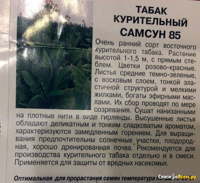 Семена табака курительного "Самсун 85" СеДеК