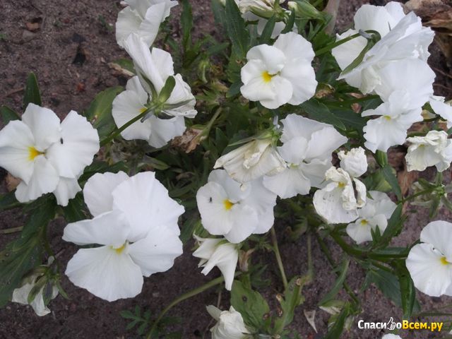 Цветы Анютины глазки (Фиалка трехцветная)