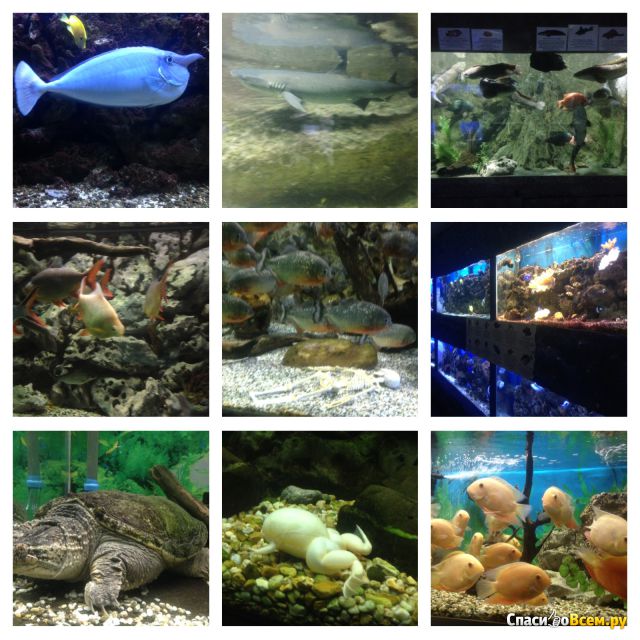 Алуштинский аквариум (Крым)