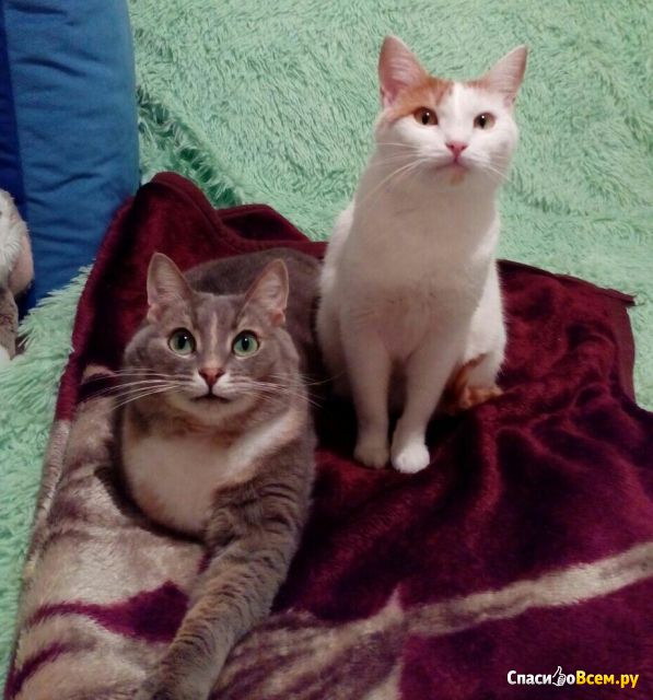 Шампунь для кошек и котят "Gamma" универсальный