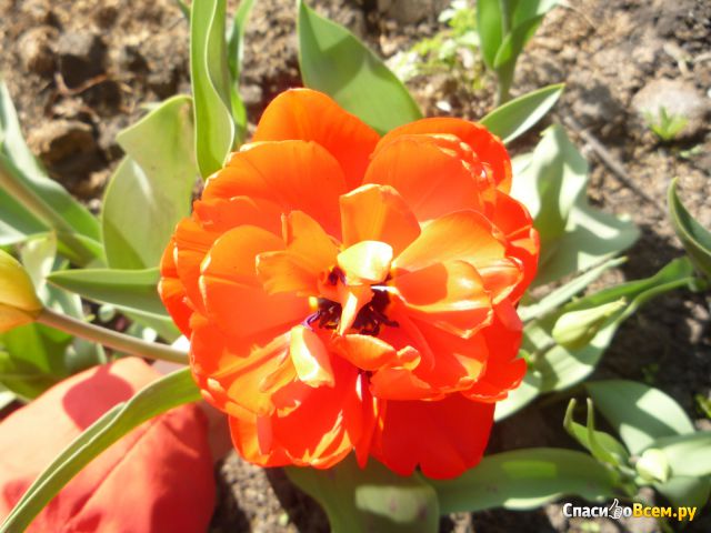 Цветок Тюльпан