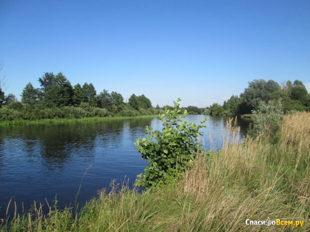 Река Птичь (Беларусь)