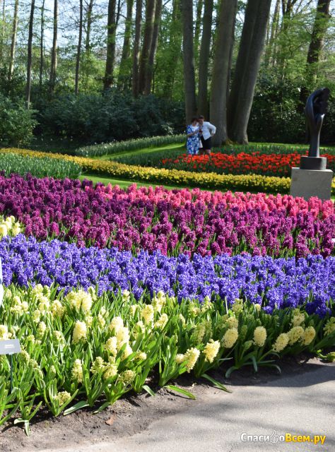 Парк цветов Кекенхоф (Лиссе, Нидерланды)