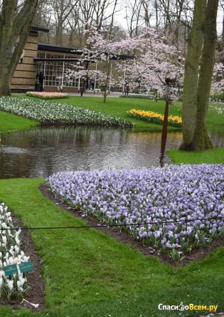Парк цветов Кекенхоф (Лиссе, Нидерланды)