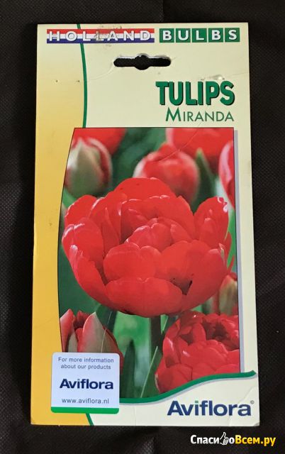 Цветок тюльпан «Miranda»
