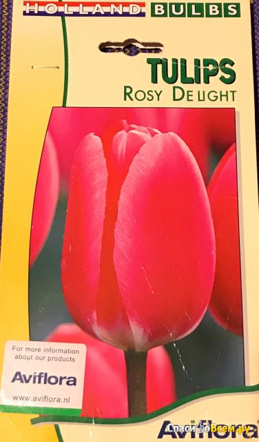 Цветок тюльпан «Rosy Delight».