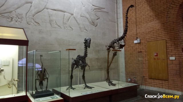 Палеонтологический музей им. Ю.А.Орлова (Москва, ул. Профсоюзная, д. 123)