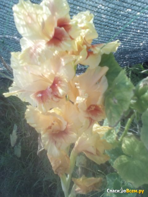Цветок Гладиолус