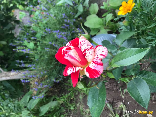 Цветок "Роза чайная"