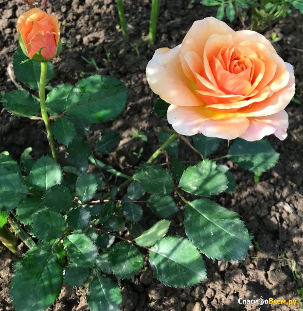 Цветок "Роза чайная"