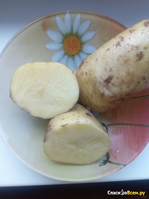 Сорт картофеля "Вега"