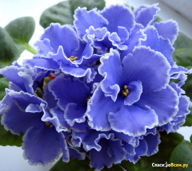 Цветок Узамбарская фиалка Голубая кровь