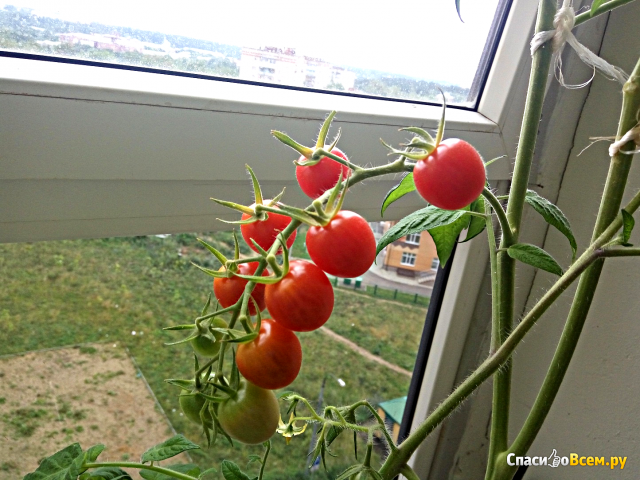 Семена томата "Русский огород" Яблонька России